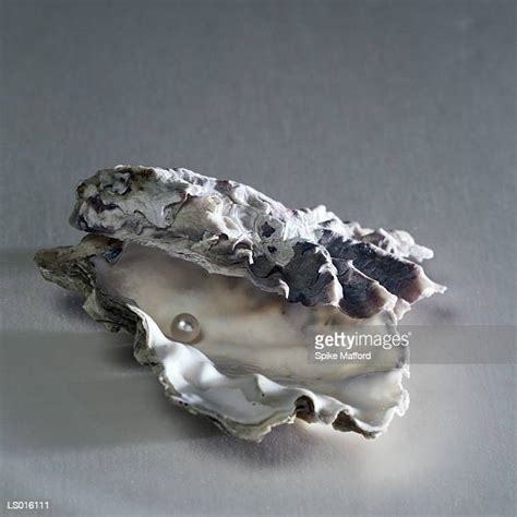 116 Pearl Inside Oyster Shell Stock Photos High Res Pictures And