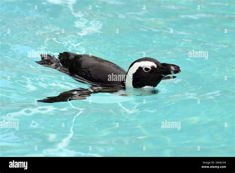 African Penguin Cape Penguin South African Penguin Brillenpinguin