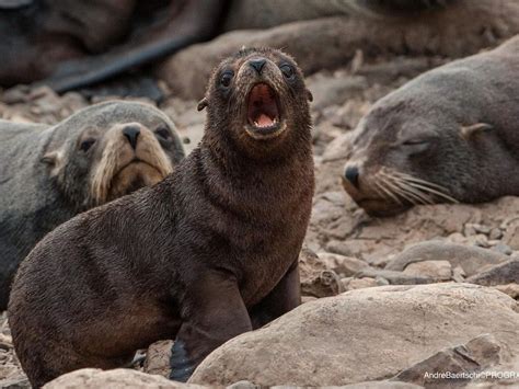 Ya son más de 145 los lobos marinos que murieron por gripe aviar La