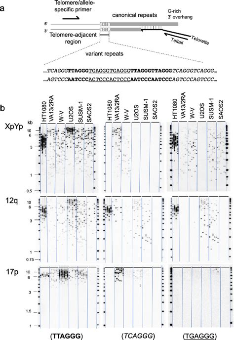 Detection Of The Variant Repeats Tca Ggg N And Tga Ggg N In