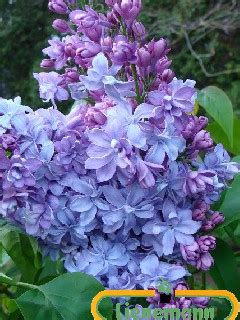 Syringa Vulgaris Nadeshda Baumschule Lienemann