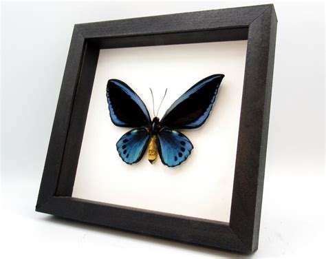 Rare Giant Blue Birdwing Butterfly Framed Taxidermy Etsy