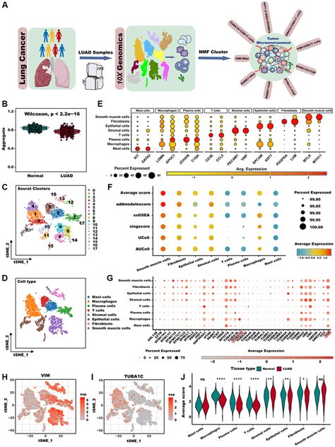 Single Cell Dissection Reveals The Role Of Aggrephagy Patterns In Tumor