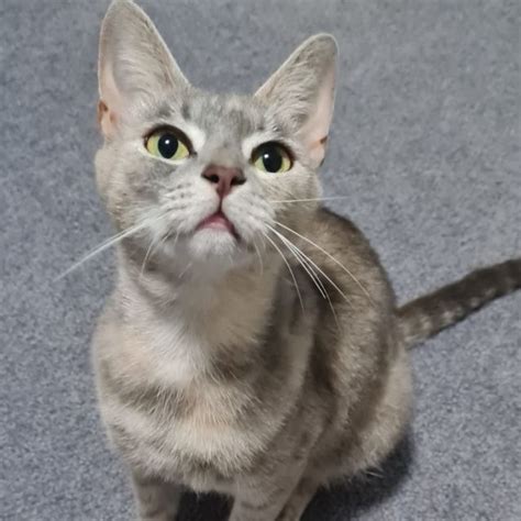 Lexus Lexi Female Domestic Short Hair Cat In Qld Petrescue