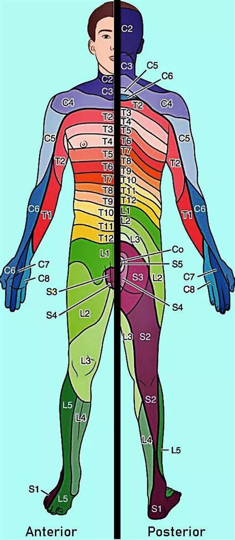 9 Dermatomes And Myotomes SimpleMed Learning Medicine Simplified