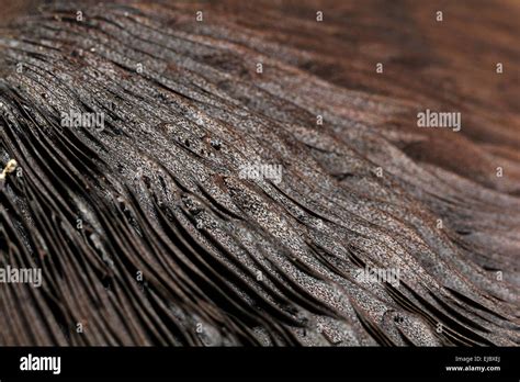 Schwammerl suchen fotografías e imágenes de alta resolución Alamy