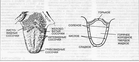Вкусовые Зоны Языка Рисунок (52 Фото)