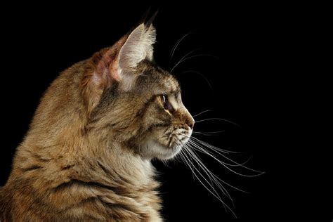 Closeup Maine Coon Cat Portrait Isolated On Black Background Photograph