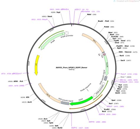 Addgene AAVS1 Puro HPGK1 EGFP Donor