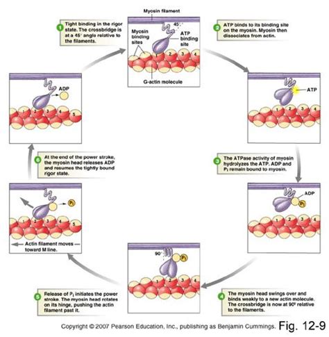 What Is Atp Needed For In Muscle Contraction - Wasfa Blog