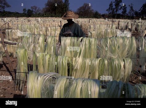 Madagascar Berenty Sisal Production Agave Plant Fibers Being Dried