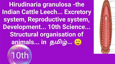 Excretory And Reproductive System Of Leech 10th Science Structural