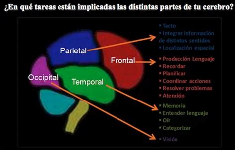 ¿qué Es La Neurociencia Cognitiva Fundación Sonría