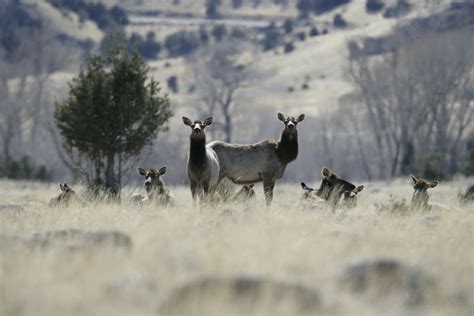 Yellowstone Private Lamar Valley Sunrise Wildlife Tour Getyourguide