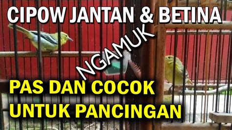 Wah Pancingan Keren Suara Sirtu Jantan Dan Sirtu Betina Sekaligus