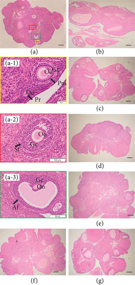 Ovarian Histopathology Using H E Staining A Healthy Rat Ovarian