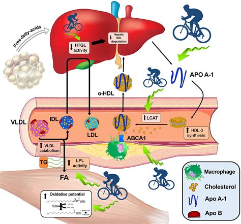 Efectos Del Ejercicio F Sico Sobre El Metabolismo De Los L Pidos Y La