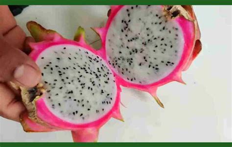 Dragon Fruit ड्रैगन फ्रूट Farming Business कैसे शुरू करें In Hindi 🥇