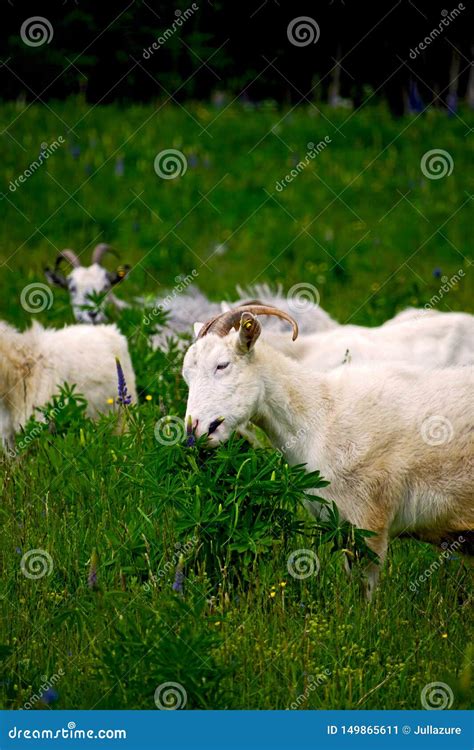 Um Rebanho Dos Carneiros Que Pastam Em Um Prado Comendo A Grama E As