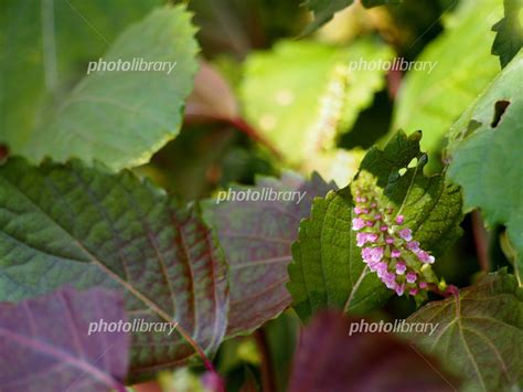 赤紫蘇の花 写真素材 5268575 フォトライブラリー Photolibrary