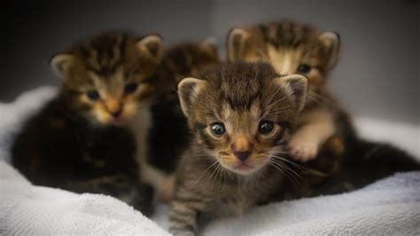 Éduquer un chaton nos conseils