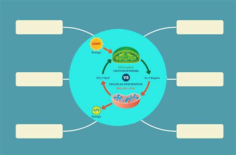 Photosynthesis And Cellular Respiration Concept Map Map Vectorcampus