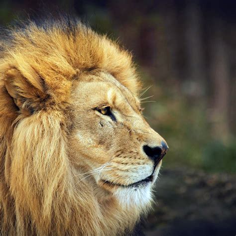 Lion wallpapers for iPhone and iPad