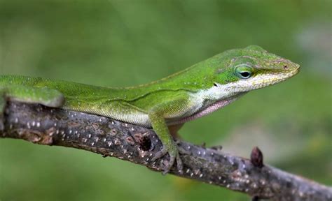 Image libre lézard feuille nature reptiles la faune animal vert