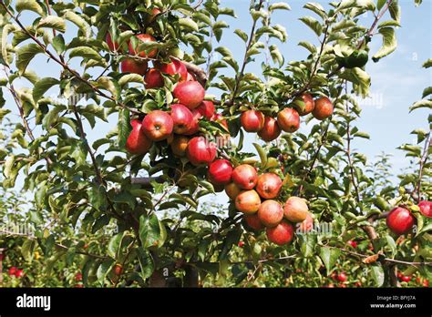 Roter Apfelbaum Hi Res Stock Photography And Images Alamy