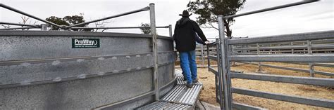 Temperate Breed Cattle Yard Features Proway