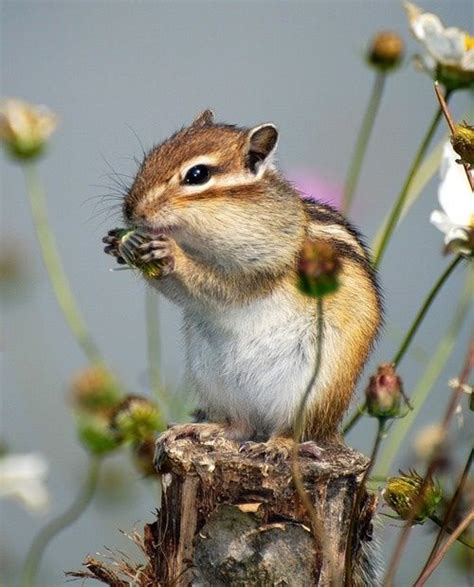 How Many Different Species Of Chipmunks Are There | Animal Enthusias Blog