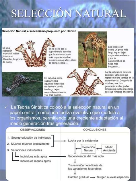 Teoria Sintetica De La Evolucion O Neodarwinismo PDF