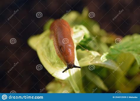 Slug eating lettuce leaf stock image. Image of consume - 254312539