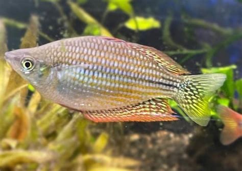 Coburg Aquarium Shop Live Fish Chequered Rainbowfish Flat Rock