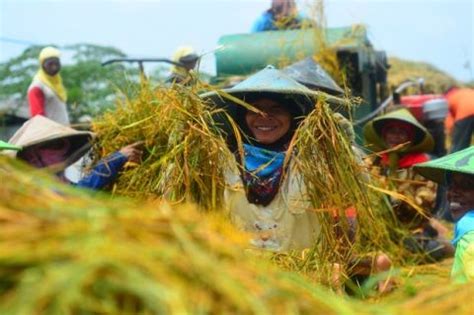 BPS Catat Nilai Tukar Petani Nasional Naik 0 19 Persen Di Juni 2023