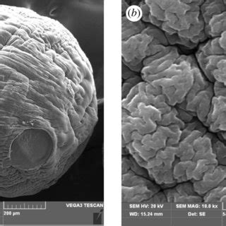 SEM Images Of Surface Of Fe III CBs At Low A And High Magnification