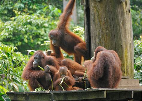 Sepilok Orang Utan Sun Bear Rainforest Discovery Centre Klook