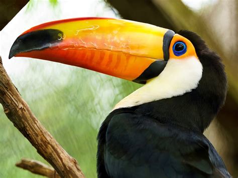 Most Beautiful Birds In Costa Rica And Birding Hot Spots