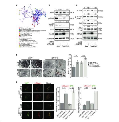 Rac3 Is A Regulator Of The Pi3kaktmtor Pathway And Knockdown Rac3