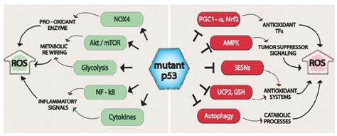 Gain Of Function Mutant P Orchestrates An Oncogenic Program That