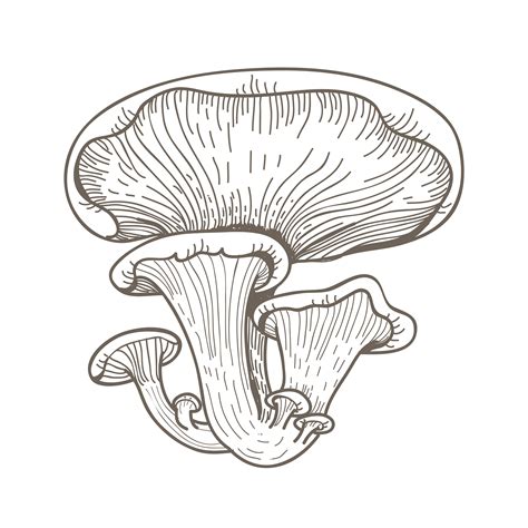 Oyster Mushroom Free Vector Art - (22 Free Downloads)