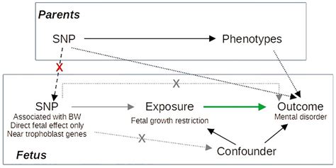 Frontiers Exploring The Causal Effect Of Placental Physiology In