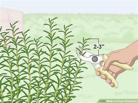 How To Prune Rosemary 13 Steps With Pictures WikiHow