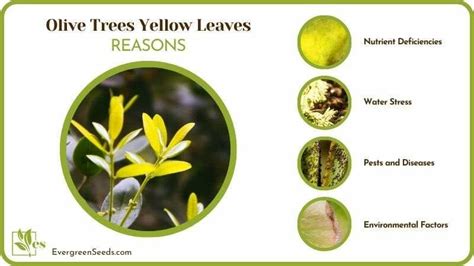 Olive Trees Yellow Leaves Common Reasons And Easy Solutions Evergreen Seeds