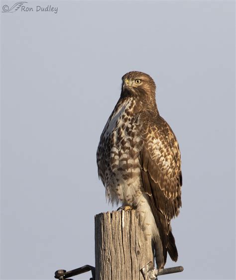 Red Tailed Hawk Perched Taking Off And In Flight Feathered Photography