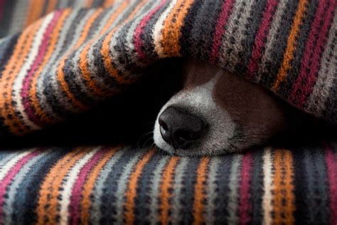 Veja Como Proteger O Seu Cachorro Do Barulho Dos Fogos De Artif Cio