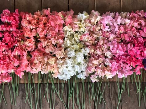 Sweet Pea Growing Guide – The Farmhouse Flower Farm
