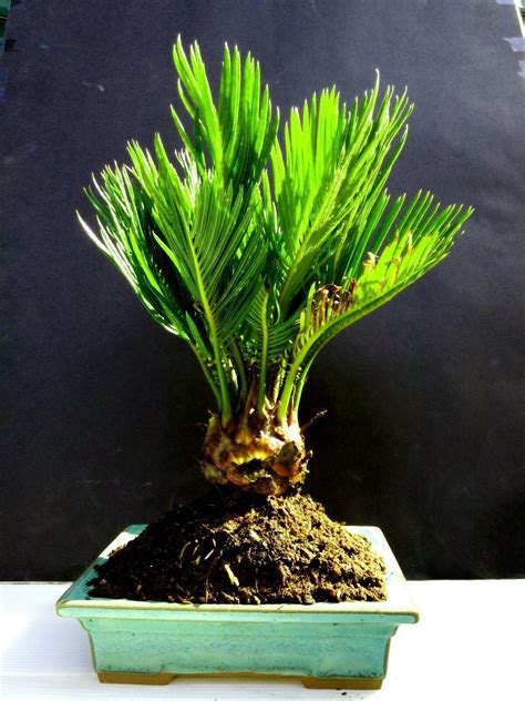 Cycas revoluta Bonsai / Japanese sago palm 12 year old plant - Bonsai