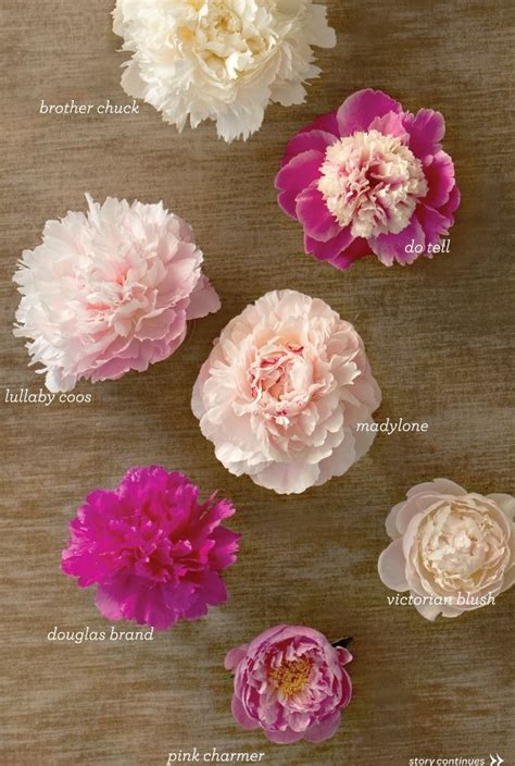 31 Types Of Peonies All Colors Bloom Types And Varieties Artofit