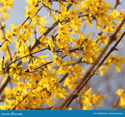 Yellow Spring Flowering Trees